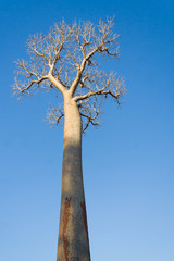 Baobab