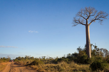 Fototapeta na wymiar Baobab road