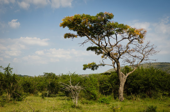 African Tree