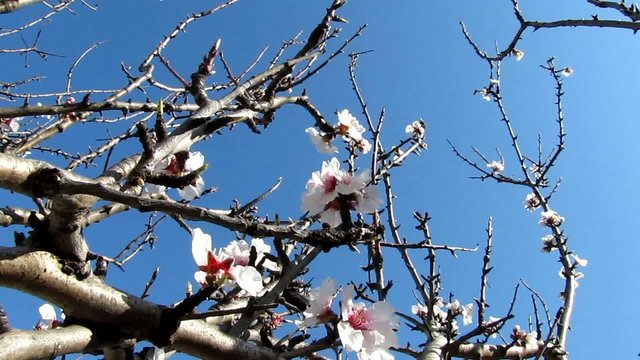 Premi&egrave;res fleurs d'amandier