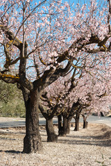 Almond grove