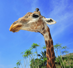 giraffe closeup head with safari background