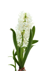 beautiful white hyacinth isolated on white