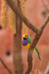 Gouldian Finch bird in habitat environment 