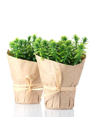 thyme herb plants in pots with beautiful paper decor isolated