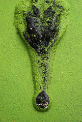 crocodile Indian gavial in water pond