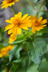 yellow flowers