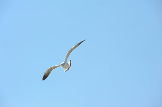 flying seagull over blue background