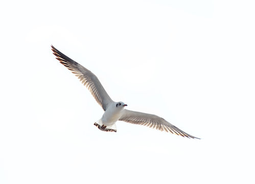 flying seagull over white background