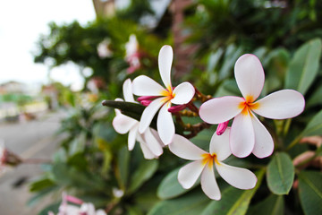 white flowers in the garden