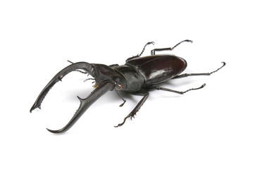 Male stag-beetle isolated on white background