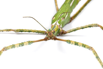 Giant Goliath Stick Insect on white background