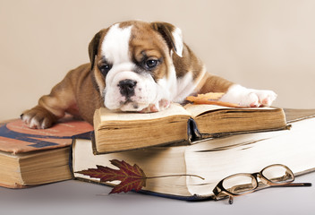 purebred english Bulldog puppy and book © liliya kulianionak