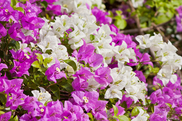 Fototapeta premium Bougainvillea paper flower