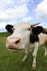 Fototapeta na wymiar The cow has extended a muzzle forward