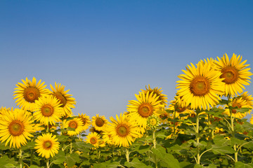 Sunflower field