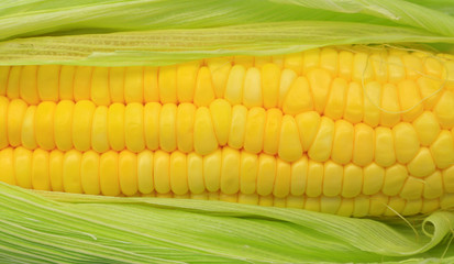 Fresh corn
