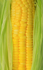 Fresh corn