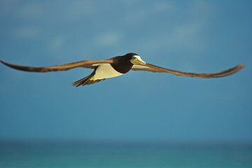 Yellow footed black white booby bird in spread wing flight