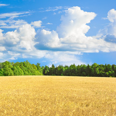 A field of ripe wheat before harvest