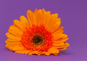 One single gerbera flower