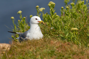 Seagull building a nest