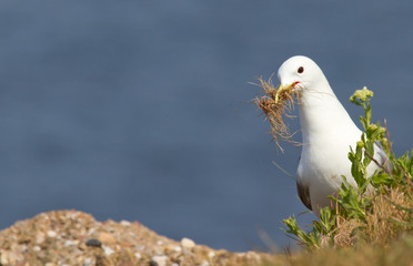 Seagull building a nest