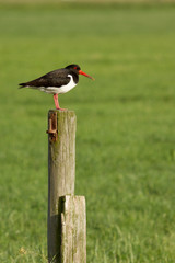 An oystercatcher on a pole