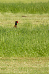 A pheasant in a field