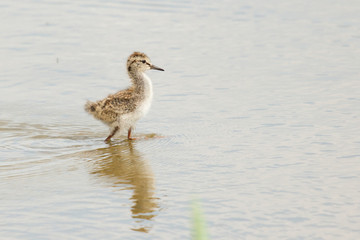 A young common redshank