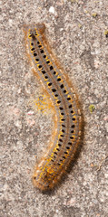 A caterpillar