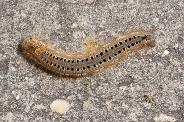 A caterpillar