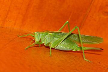 A grasshopper