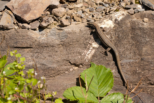 A lizard on a rock