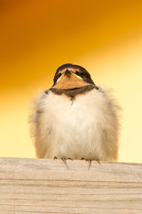 A young swallow