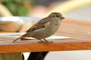 Sparrow on a table