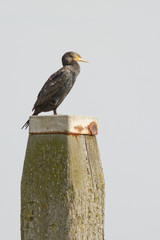Cormorant on a pole