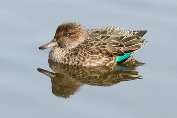 A colorfull duck