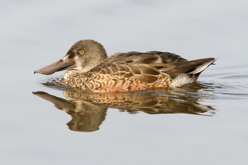 A Northern Shoveler