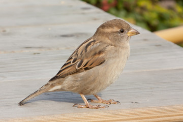 Sparrow on a table