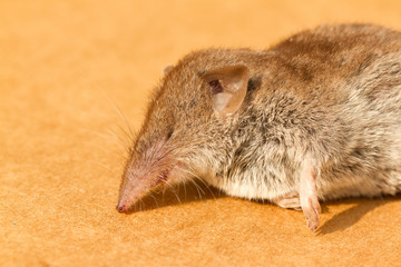 A dead mouse