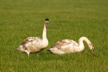 Two young swans