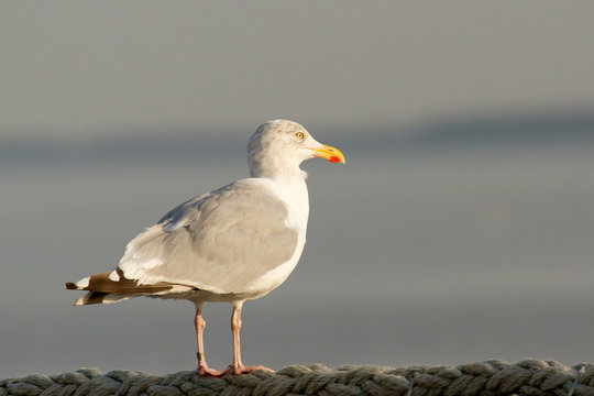 Seagull on the watch