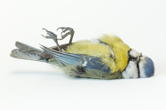 A deceased blue tit