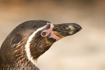 A Humboldt penguin