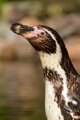 A Humboldt penguin