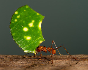 A leaf cutter ant - obrazy, fototapety, plakaty