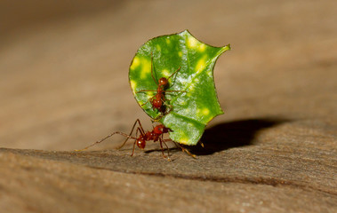 A leaf cutter ant