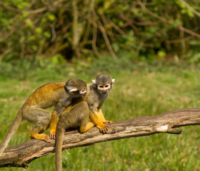 Two apes are playing