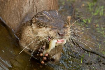 An otter is eating